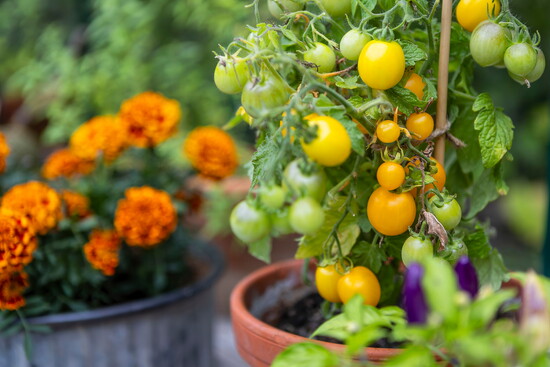 Patio garden