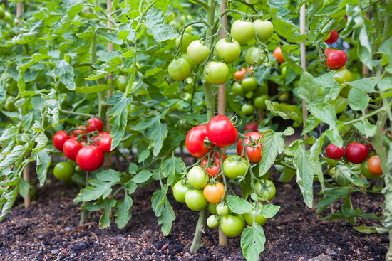 Standard ground garden