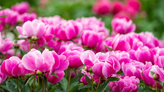 Photo courtesy of Michigan Photography.