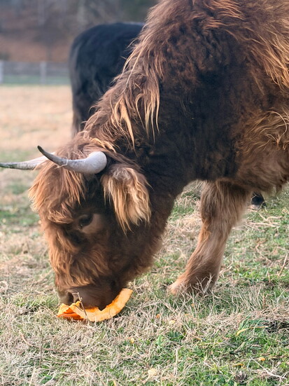 Last year, they donated pumpkins to Thomas Lowry’s highland cow farm in Loudon. Photo: Thomas Lowry