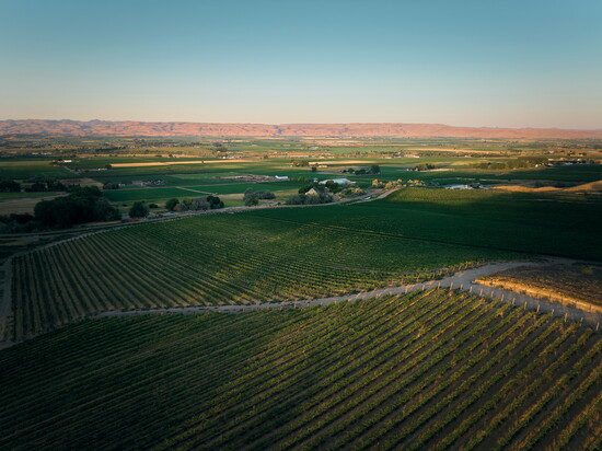Lanae Ridge Vineyard, rooted in the Chalk Hills above the Snake River. 