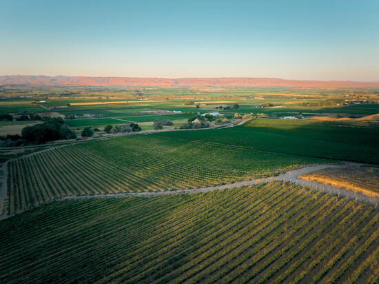 Lanae Ridge Vineyard, rooted in the Chalk Hills above the Snake River