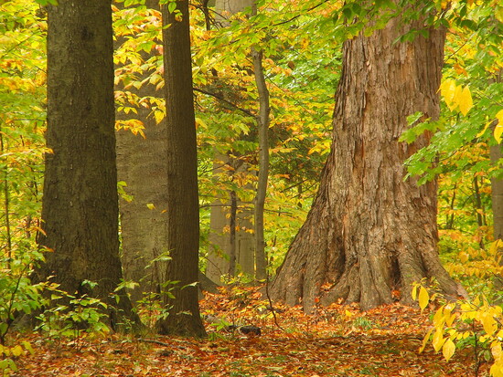 Gosnell Big Woods; Photo credit: Nigel P. Kent