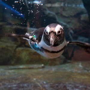 african%20penguin_underwater_cold%20water%2040-300?v=1