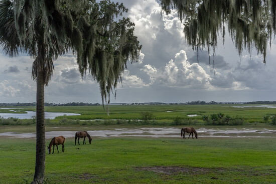 Cumberland Island Wild Horses