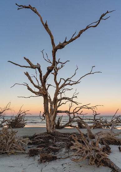 Driftwood Beach Jekyll Island