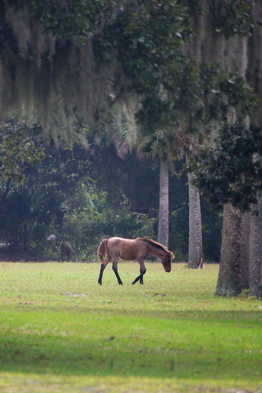 Cumberland Island Wild Horse