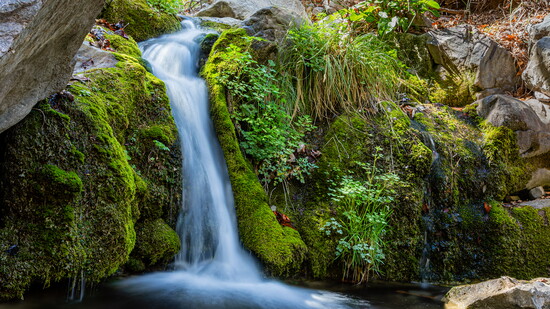 Deep in Ramsey Canyon, a true bird paradise