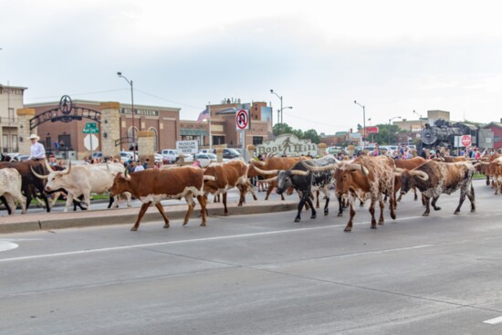 Longhorn Cattle Drive 