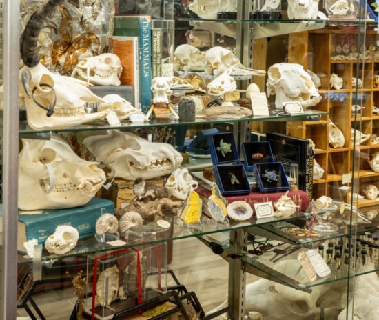 Skulls Unlimited/Museum of Osteology has a wide range of skulls available for purchase...a truly one-of-a-kind gift.