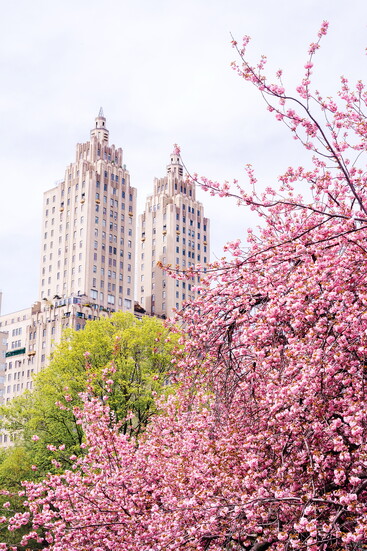 Visitors can enjoy Central Park, just steps away from Madison Avenue. Photo by Giovanni Gagliardi