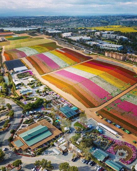 The Flower Fields at Carlsbad Ranch