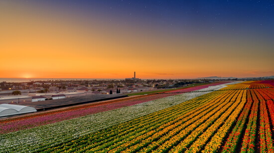 The Flower Fields at Carlsbad Ranch