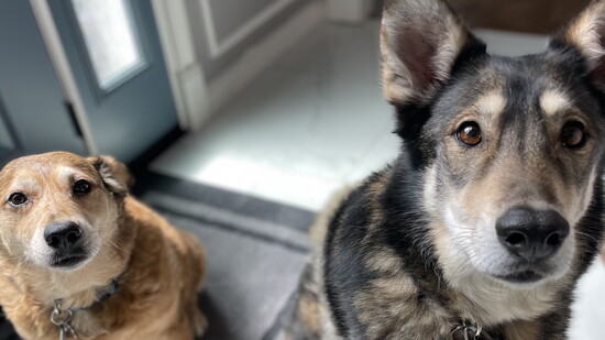 Leroy and Kahlúa (both adopted at different times, however became a dynamic duo!) Photo by Sydelle Gray