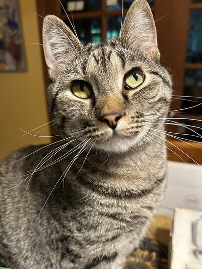 Spock, a rescued 'bottle baby' who just turned 2 years old.