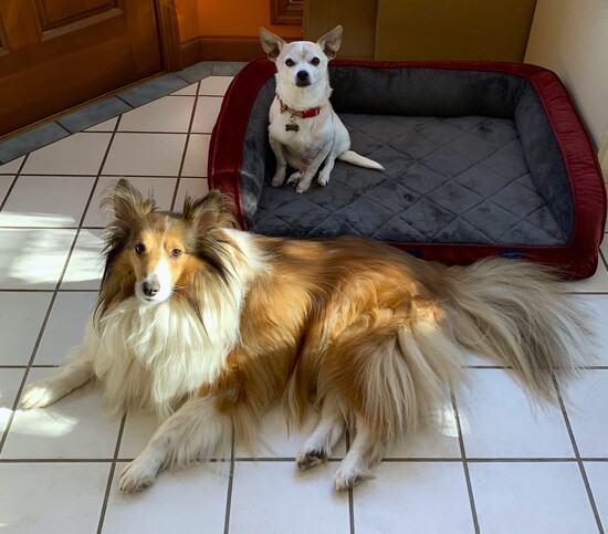 Scooter (top) and Kirra (Sheltie) enjoy life's journey together after being adopted during different years. 