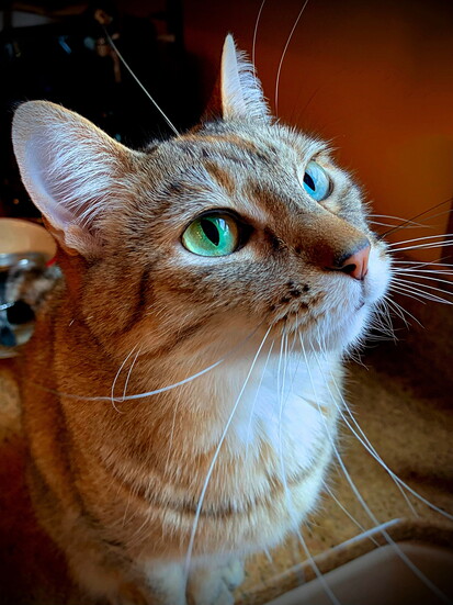 S'peaches (adoringly adopted and loved for her constant vocals.)