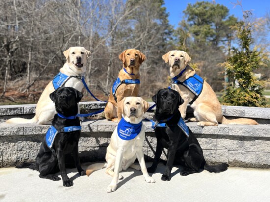 Back: Blues, Auggie II, Zachary IV. Front: Silvia II, Winsome III, Sage VI. Canine Companions’ Old Dominion Chapter raised all dogs shown, except Blues.