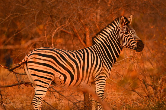 The Splendor of Africa