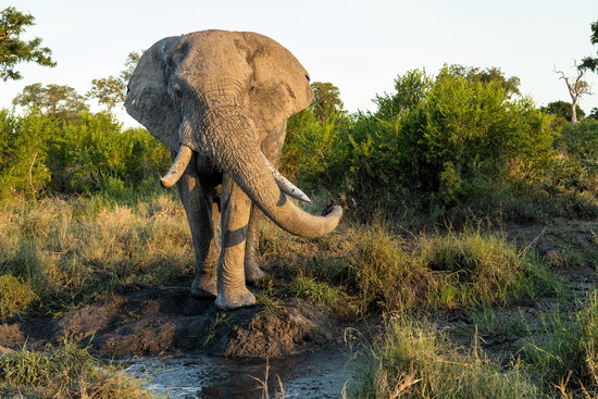 The Splendor of Africa