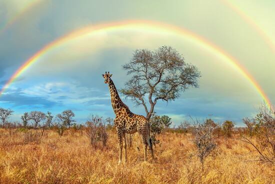 The Splendor of Africa