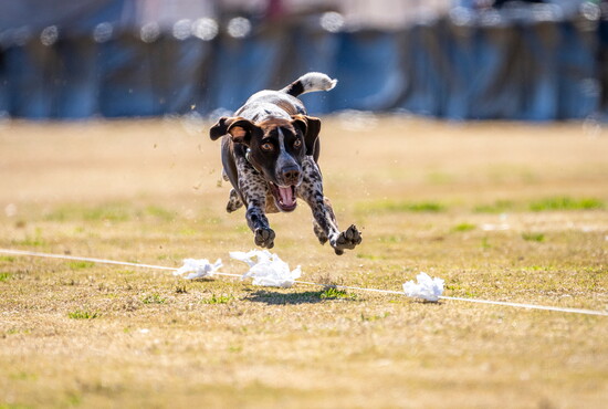 Many dog breeds enjoy the sport of lure coursing, with training and practices available locally with Cascade Dog Sports.