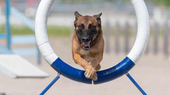 Local opportunities to explore dog sports such as agility are available and enjoyed by many breeds. 