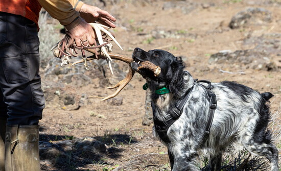 Ozzy with handler, Ossian Trowbridge, enjoying the NASDA sport of shed antler hunting in Central Oregon. Photo credit: Bailea Trimble