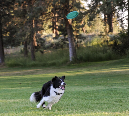 Frisbee is a sport for dogs, often called disc dog or frisbee dog, and is enjoyed by many breeds. Photo credit: Sierra Confer 