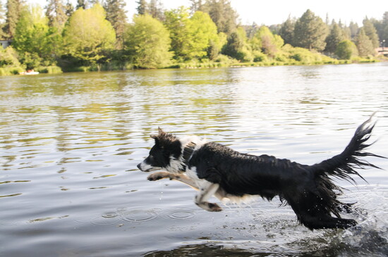 Ninak (age 1.5), a border collie, loves the water, herding and can't wait to try dock diving. Photo credit: Sierra Confer 