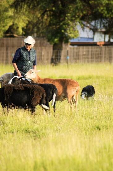 Sheryl Evans teaches her rescue border collie, Claire, the art of herding. Photo credit: Sierra Confer 