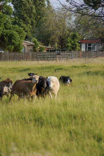 Border collie Claire is living her best life herding sheep and learning from her handler and trainer, Sheryl Evans. Photo credit: Sierra Confer 
