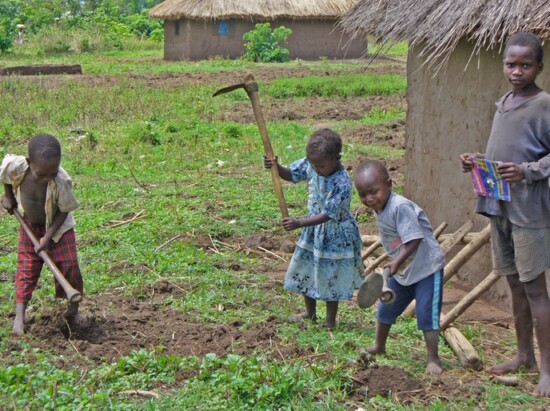 Planting the seeds with the stick and hoe method. 