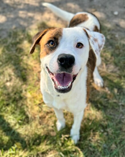 One of many pups awaiting adoption at MC Humane Society