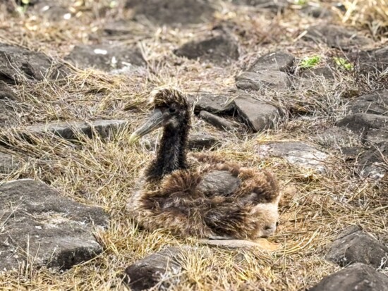 Baby Albatros Chick sunning itself on Española