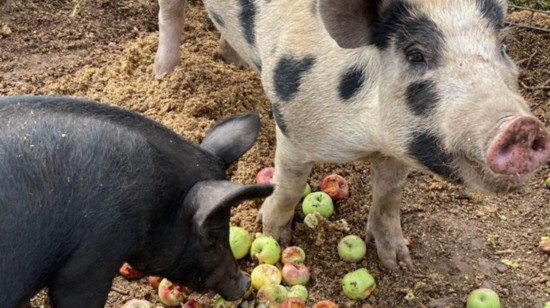Damaged gleaned fruit is served to the pigs of Erin's Acres farm.
