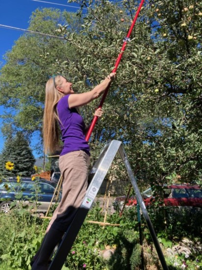 Laura Bartel-Bruno helping glean her apple tree, which she has registered with UpRoot.