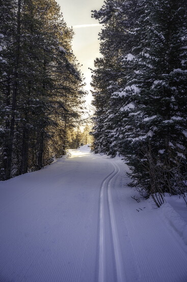 photo credit: Connor Scalbom