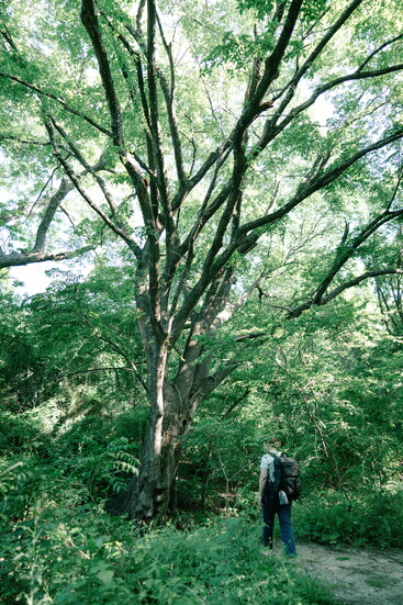 Pettinger Nature Preserve