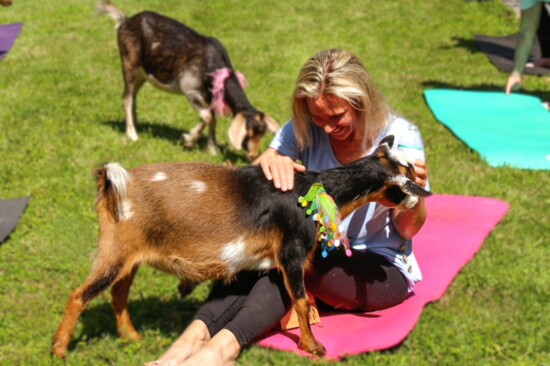 Yoga and goats at Firkids HQ
