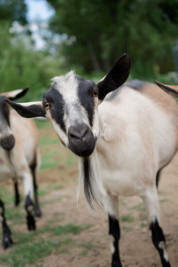 Goats are curious and playful with people.