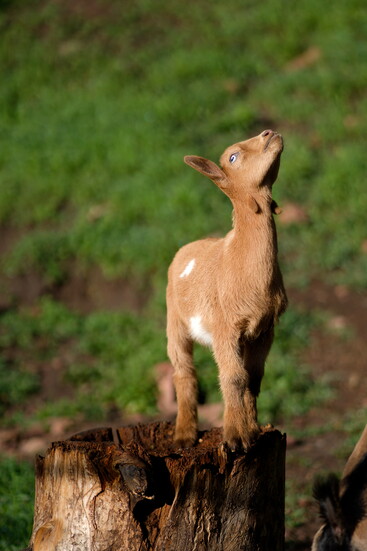 Nugget poses for a photographer