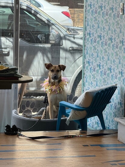 A pooch hanging out at Paws Barkery