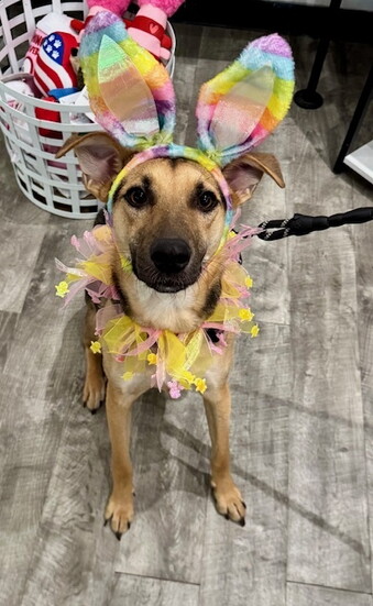 It's Halloween every day at Paws