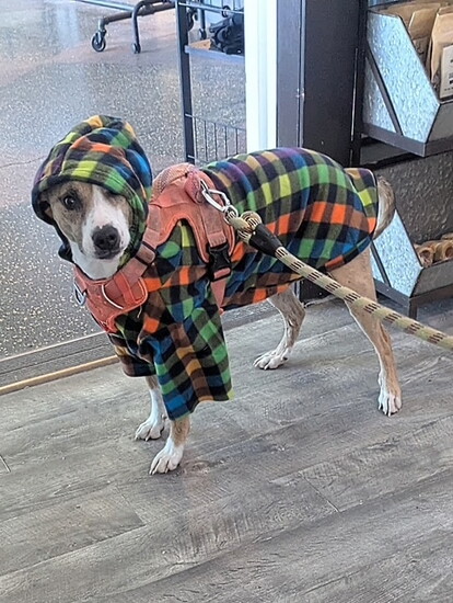 Man's best friend all dressed up with somewhere to go
