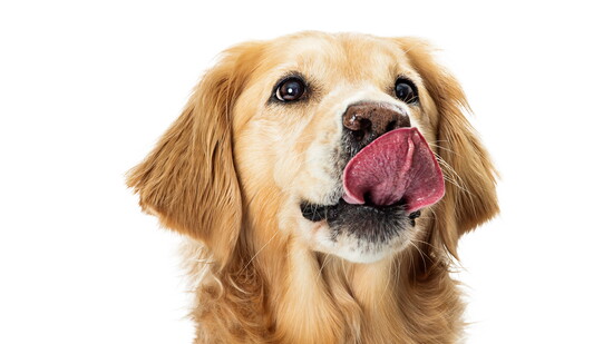 Featured image for Good Dogs, Better Bowls