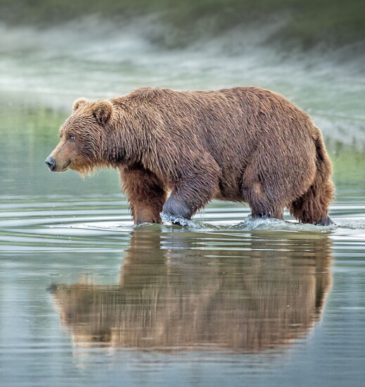 Alaska Adventure Cruise. July 9-16, 2027. Hosted by Jade Chiarini