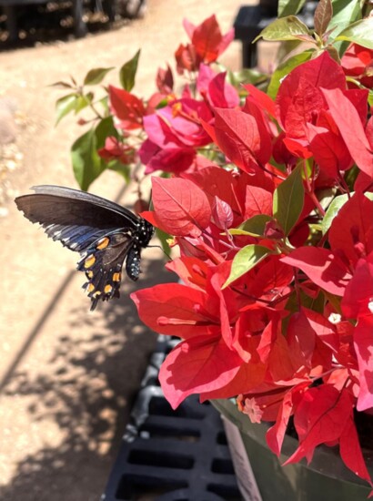 Wildseed Farm is more than just a business, it’s a photo op.