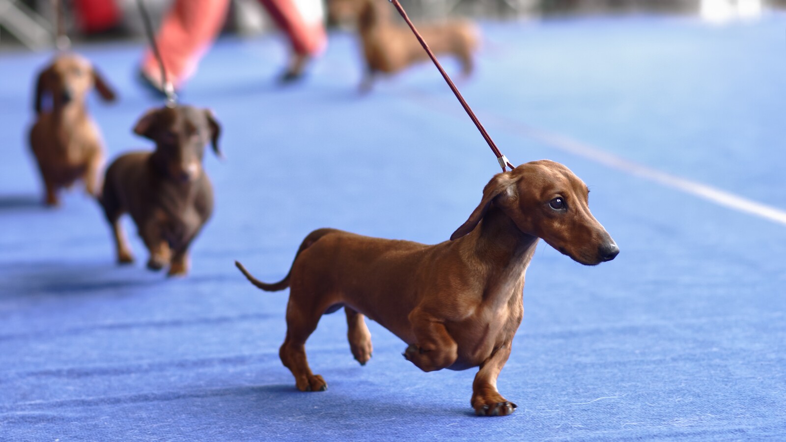 Greeley Kennel Club Dog Show