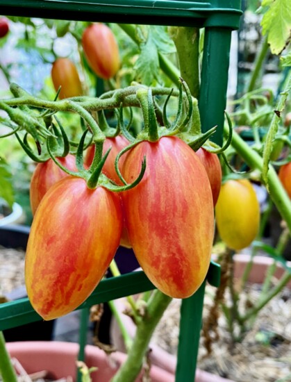 Neilson garden tomatoes.